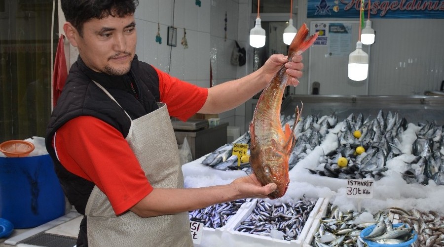 Sinop'ta 2 kiloluk k�rlang�� bal��� yakaland�