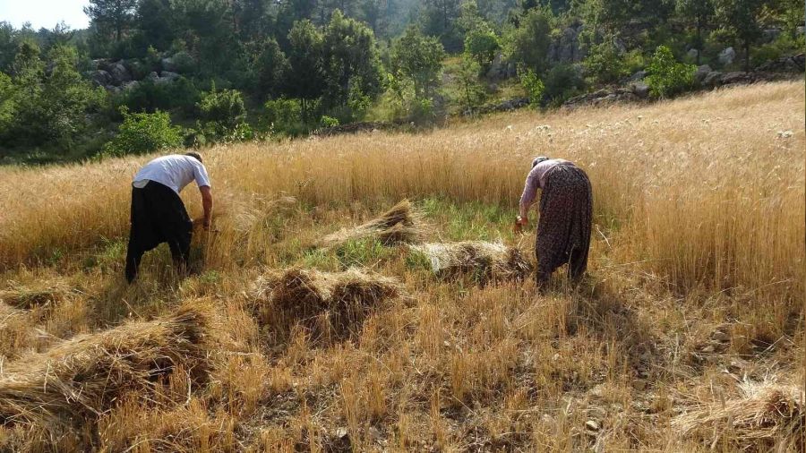 Siyez buğdayını Kozan'da yetiştirdi