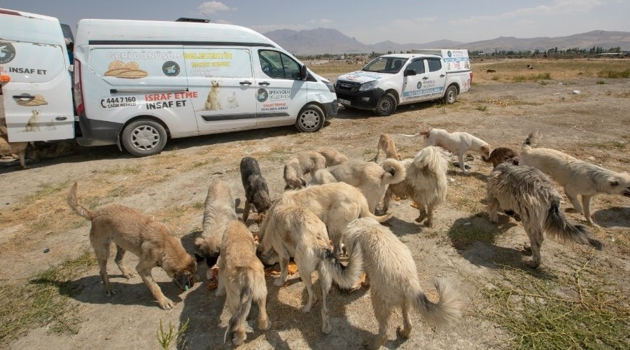 Sokak hayvanlar unutulmuyor