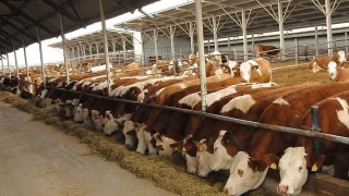 Tarm, gda ve iecek sektrnn kasm ay d ticaret verileri akland
