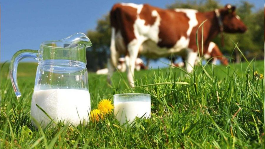 Toplanan inek sütü yüzde 3.4 azaldı
