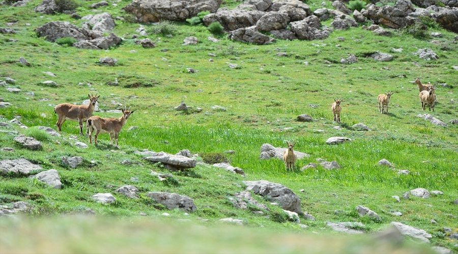 Tunceli Ovac�k'ta yaban ke�ilerinin �zg�rl��� imrendirdi