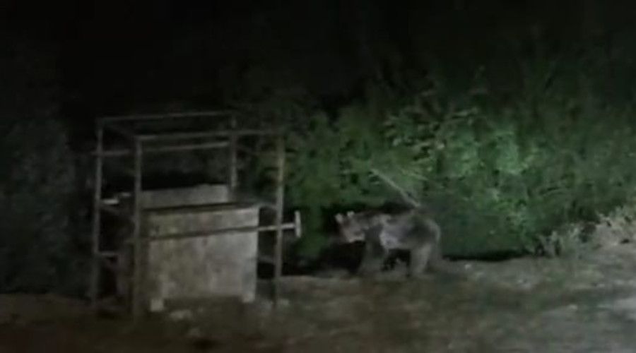 Tunceli'de a� kalan ay�lar mezbahaneye indi