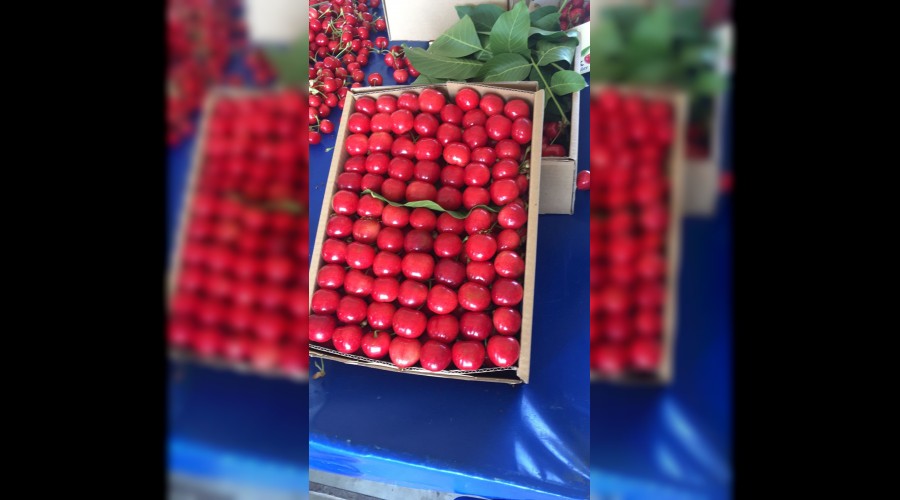 Türk kirazı Çin yolunda