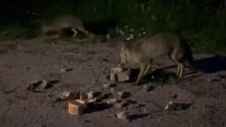 Uluda'da tilkileri besledi