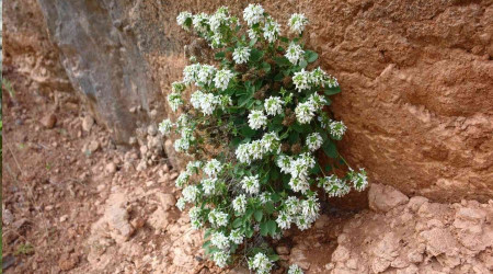 Ünlü botanikçi Nemrut Dağı'nın eteklerinde yeni bitki keşfetti