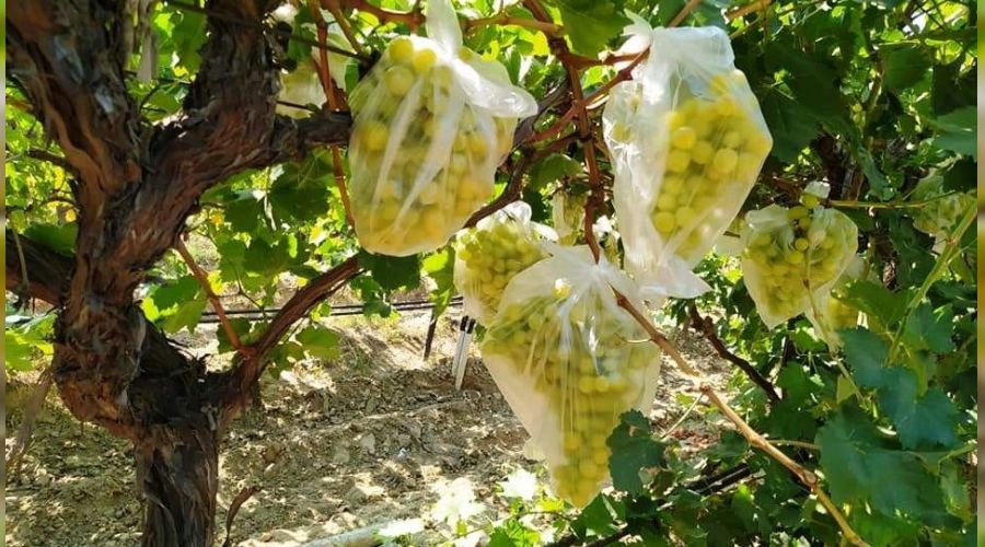 �z�mleri korumak i�in ��p po�etleriyle kaplad�