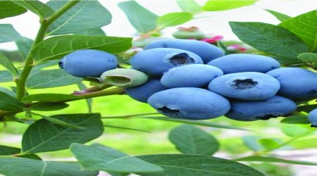 Yaban mersini alzaymırın ilacı