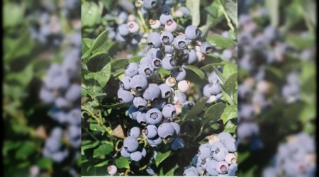 Yaban mersini ihracatı başladı