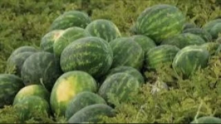 Yaz aylarnn ferahlatc lezzeti: Adana karpuzu