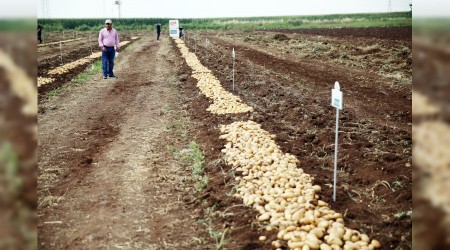 Yerli patates Nahita'da ilk hasat