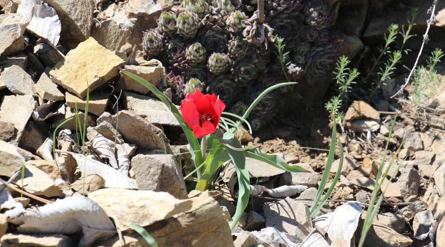 Ylda sadece 15 gn grlen endemik da lalesi hayran brakyor