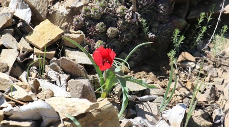 Ylda sadece 15 gn grlen endemik da lalesi hayran brakyor