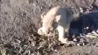 Yol kenarına bırakılan yavru aslan aranıyor