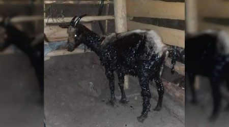 Zifte yapan keileri telef olmaktan vatandalar kurtard
