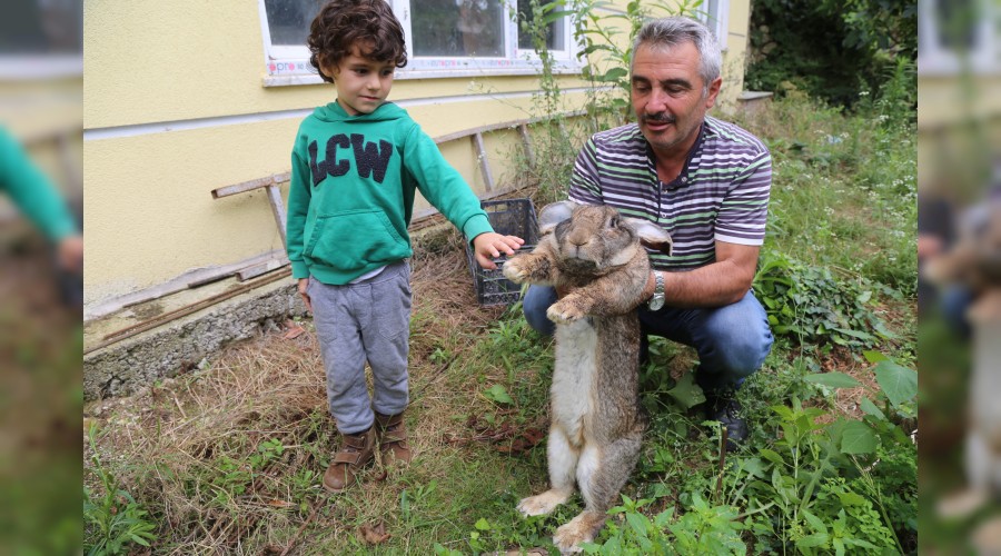 12 kiloluk tavşanı gören şaşırıyor