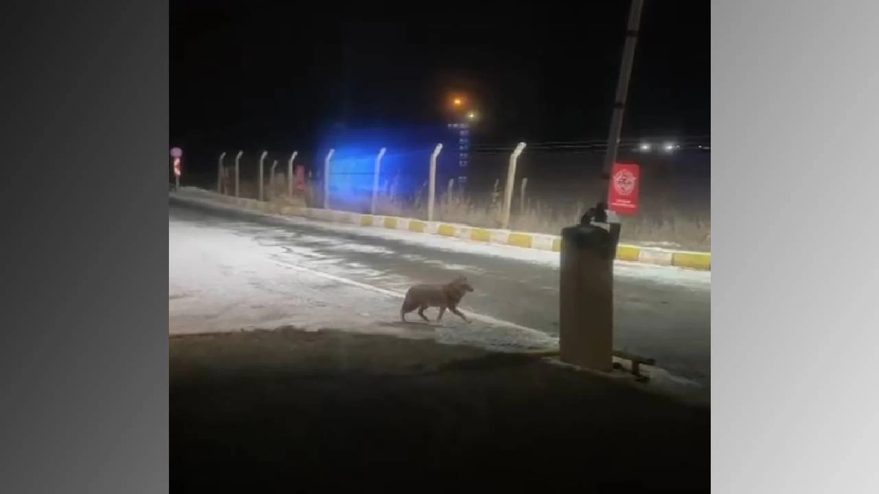 Aç kalan kurt şehir merkezine kadar indi