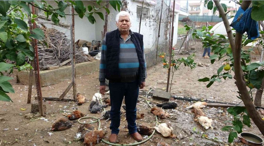 A� kalan sokak k�pekleri k�mese sald�rd�, 80'e yak�n tavuk telef oldu