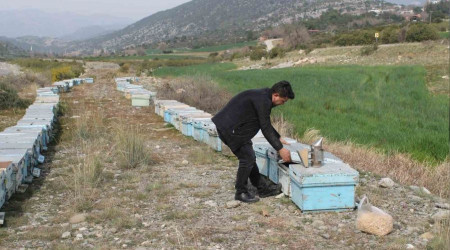 Adana'da kuraklık arıyı da vurdu