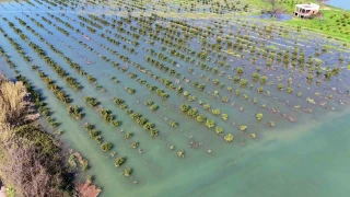 Adana'da sel sular� tar�m arazilerini sular alt�nda b�rakt�