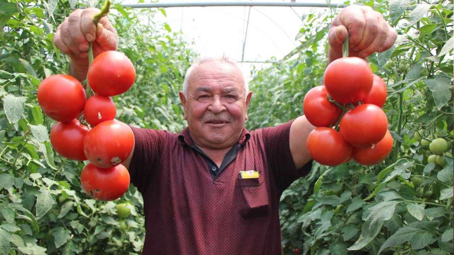 Amasya'da domates hasad� ba�lad�
