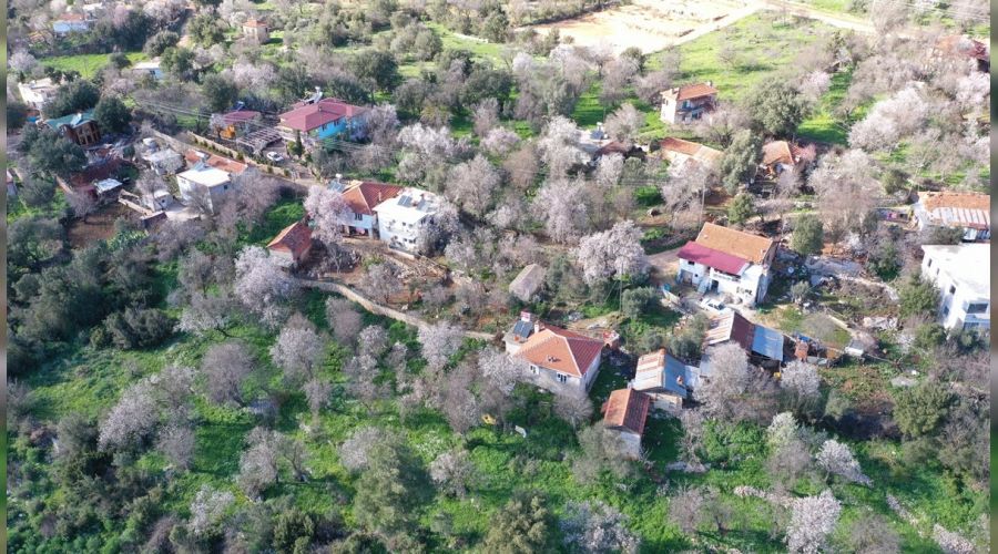Antalya'da badem ağaçları çiçek açtı
