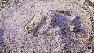 Arafat'ta maher gnnn provas
