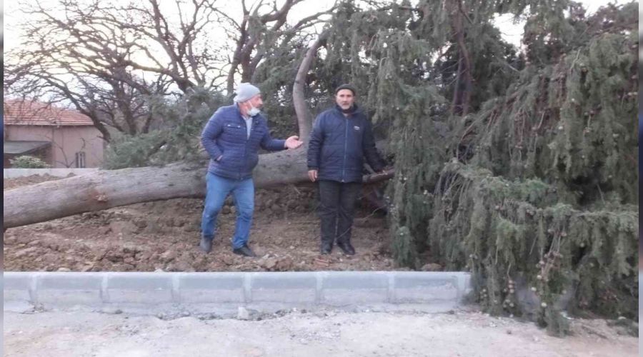 Asrlk servi aac rzgara dayanamad