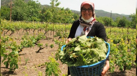 Avrupa'dan talep gören bağ yaprağı