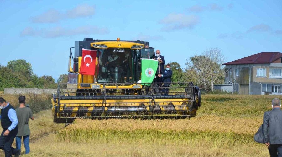 Bafra Ovas�'nda �eltik Hasat �enli�i