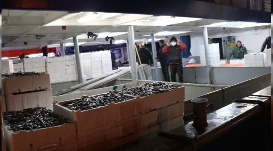 Balıkçılar 10 ton hamsi ile limana yanaştı