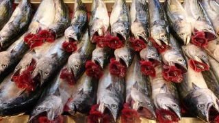 Balıkçılardan palamut için 'tuzlama' önerisi