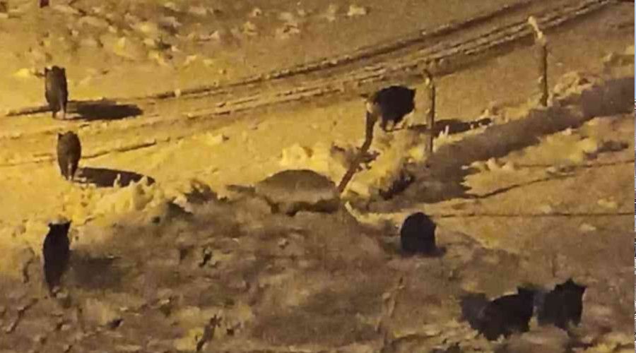 Balkondan kar yana bakmaya kan ift domuz srsyle karlat