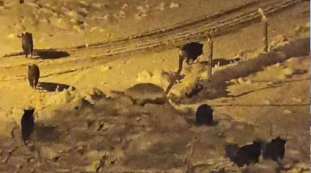 Balkondan kar yana bakmaya kan ift domuz srsyle karlat