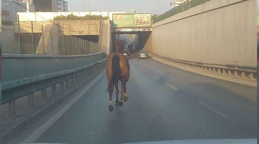 Başıboş at ana yolda trafiği altüst etti