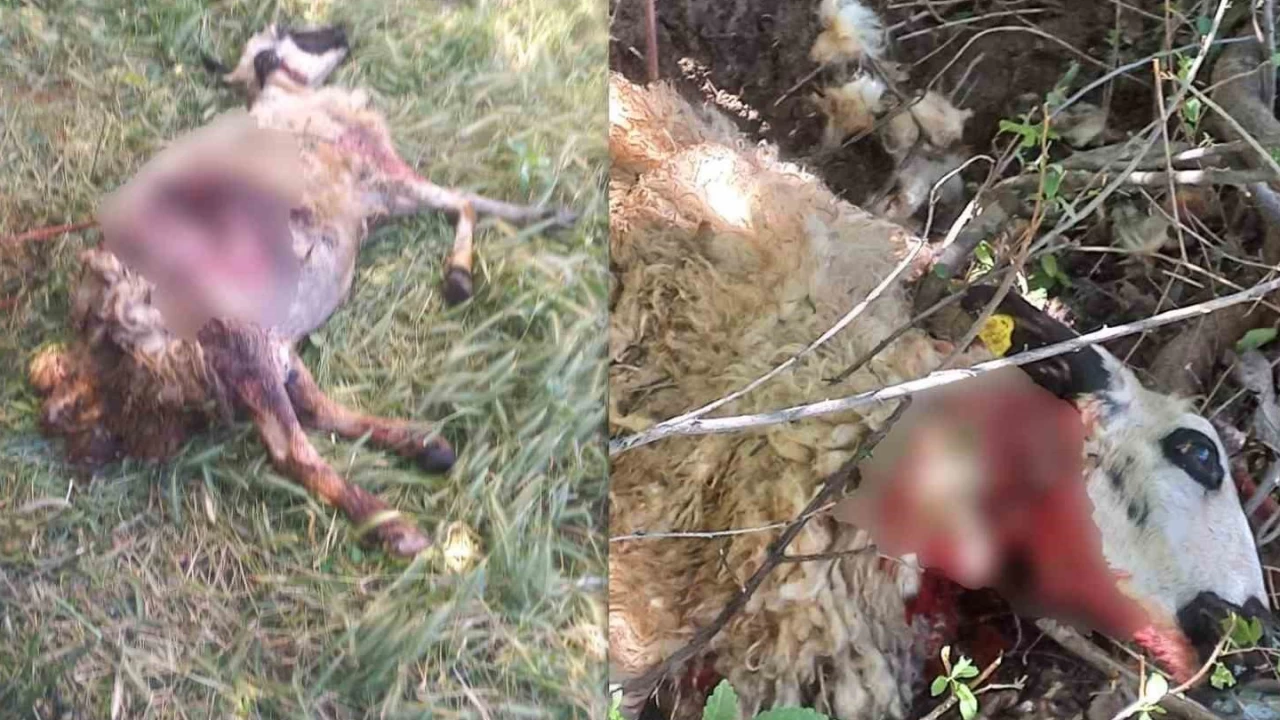 Ba��bo� k�pekler kurbanl�k koyunlar� telef etti