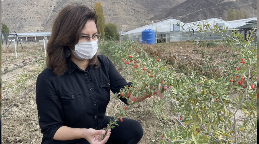  Bayburt'ta goji berry umudu