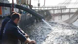 Bozkrda Trk somonu retim baars