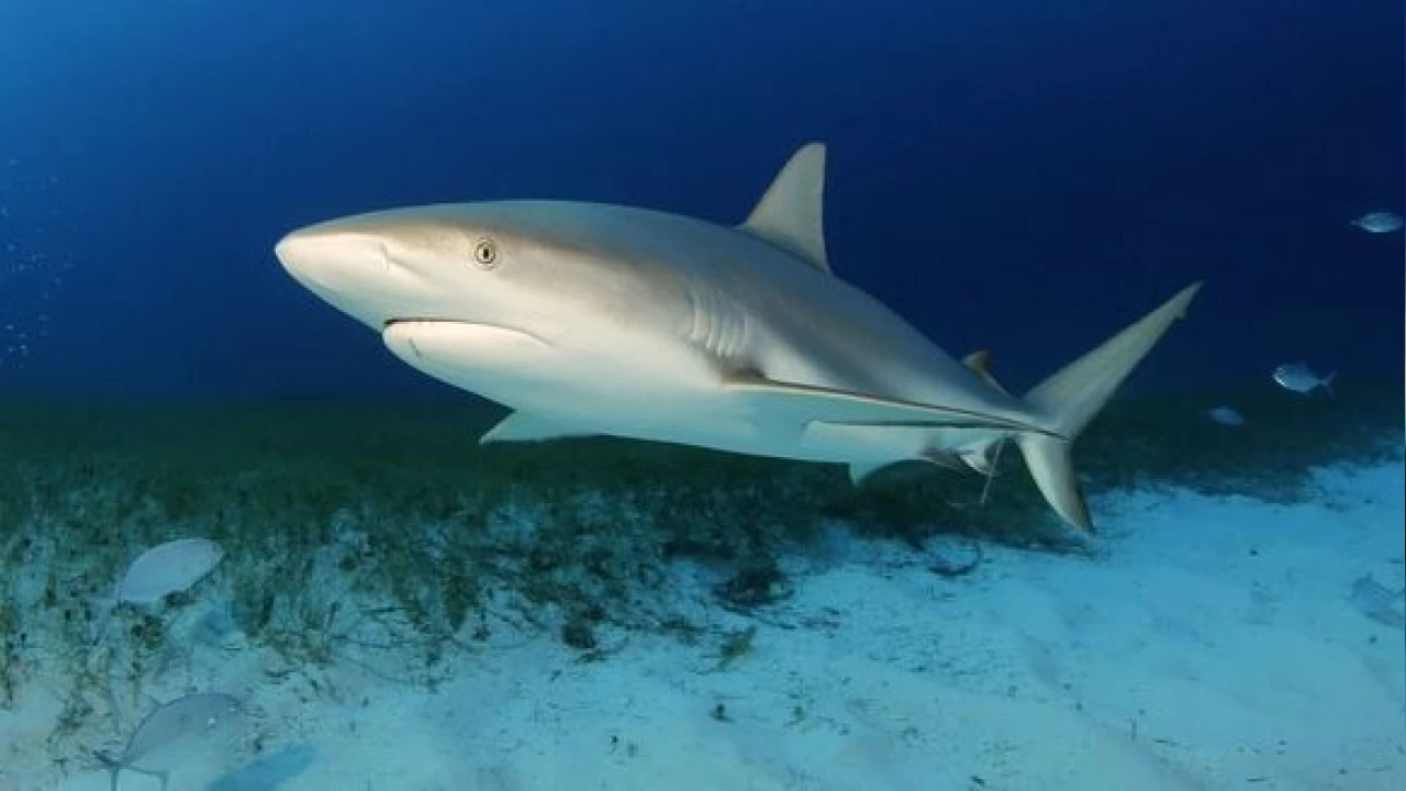 Brezilya a��klar�ndaki k�pek bal�klar�nda kokain tespit edildi