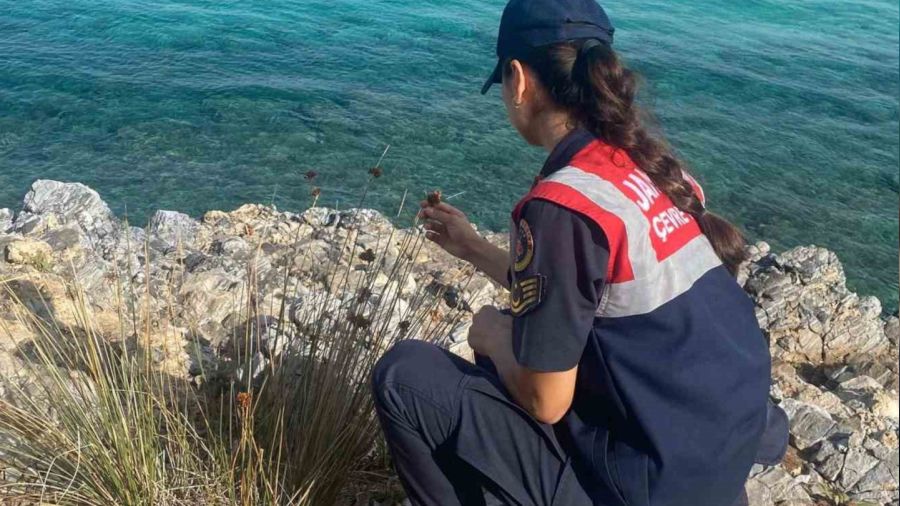Bu bitkiyi koparmanın cezası 245 bin TL