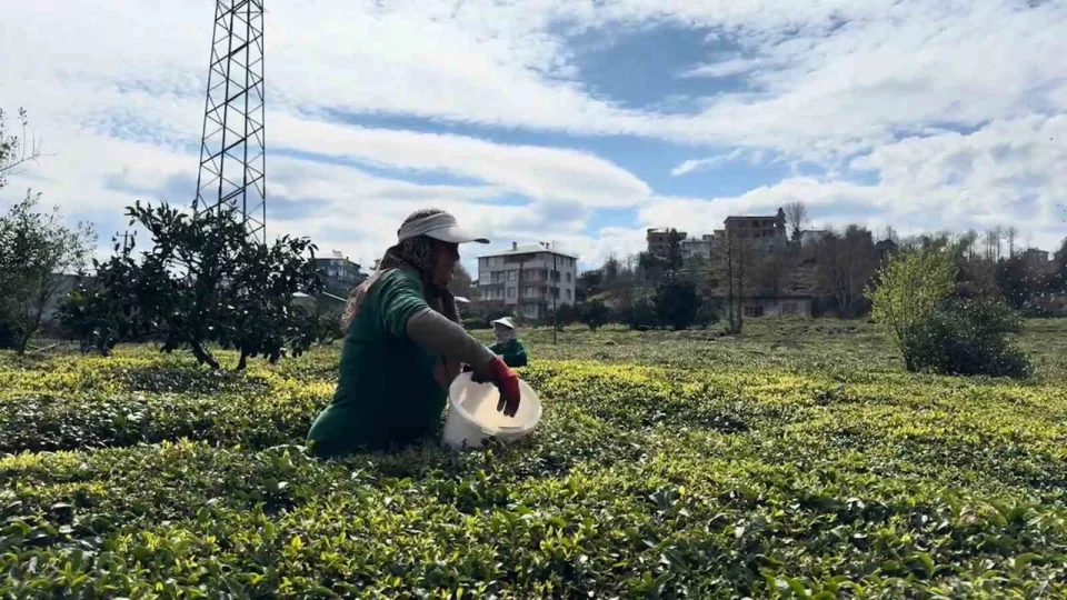 �ay �reticileri yeni sezona haz�rlan�yor