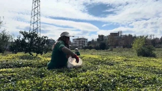 �ay �reticileri yeni sezona haz�rlan�yor