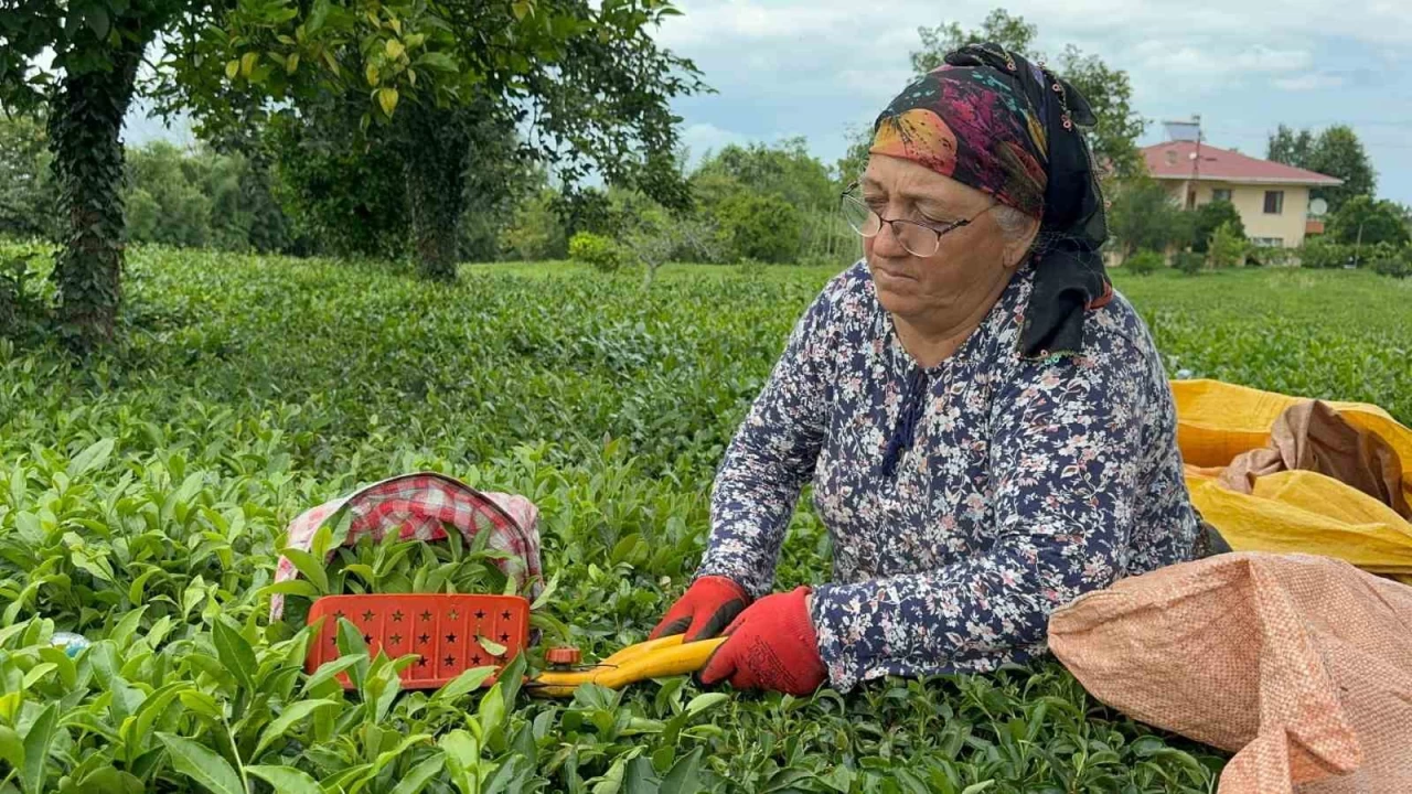 Çay üreticisine kötü haber, ÇAYKUR kontenjanı düşürdü