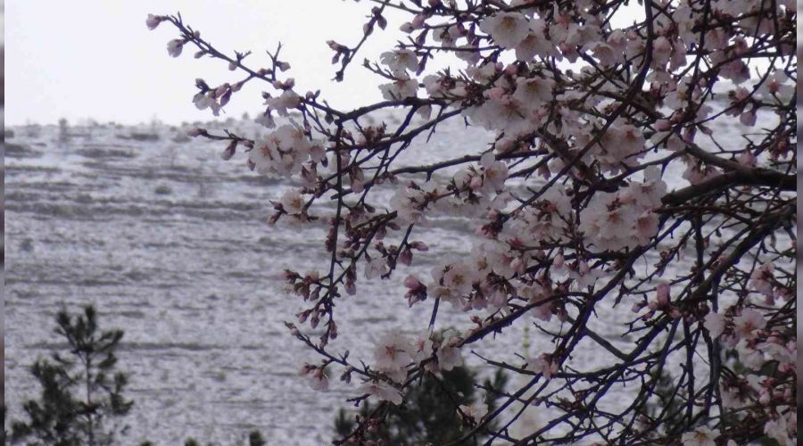 �i�ek a�an badem a�a�lar� kar alt�nda kald�