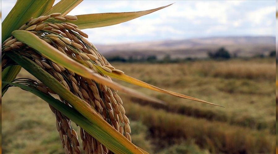 �ift�inin �retim maliyeti y�zde 23,35 artt�