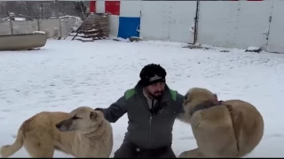 Çobana çay getiren Kangal köpekleri