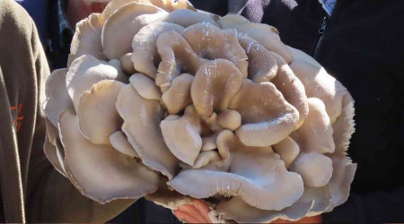 Çobanın bulduğu dev mantar görenleri hayrete düşürdü