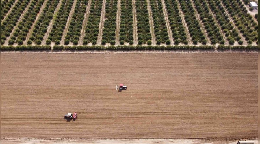 Çukurova'nın toprakları mısırla buluşmaya başladı