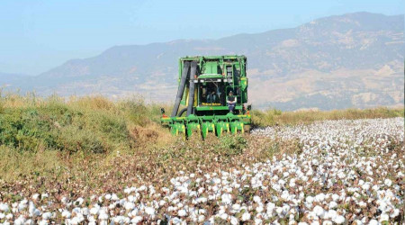 Denizli'de beyaz altn hasad devam ediyor