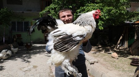 Dev cüsseli horoz ve tavuklar